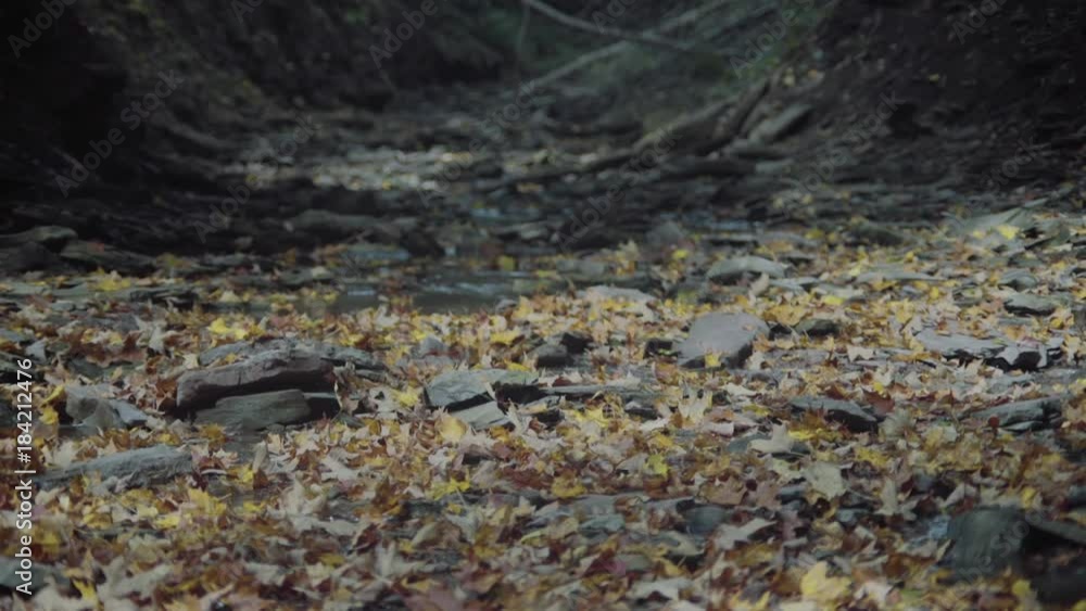 Colorful autumn leaves lay at rest on the forest floor Colorful autumn leaves lay at rest on the forest floor