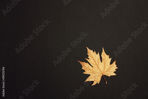 dry plane leaf on black background