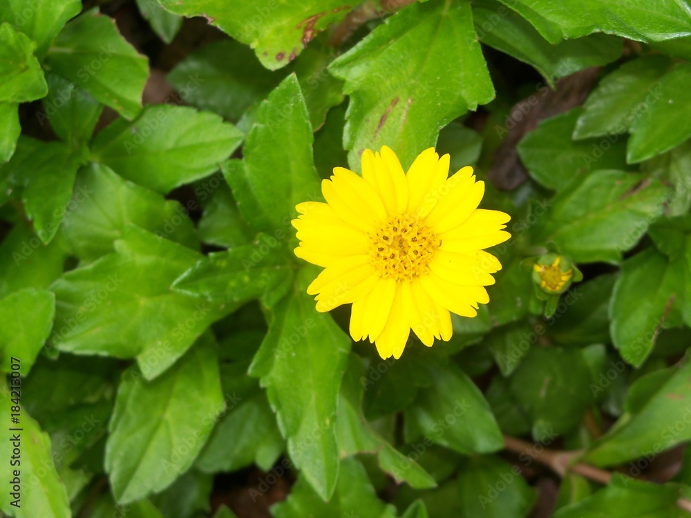 Trailing yellow daisy flower groundcover Trailing yellow daisy flower groundcover