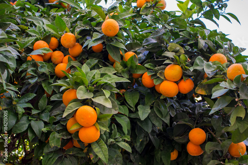Orange fruit. Orange tree with fruits. Spain.