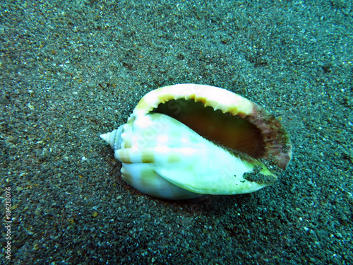 Bänder-Helmschnecke (Phalium bandatum) photo