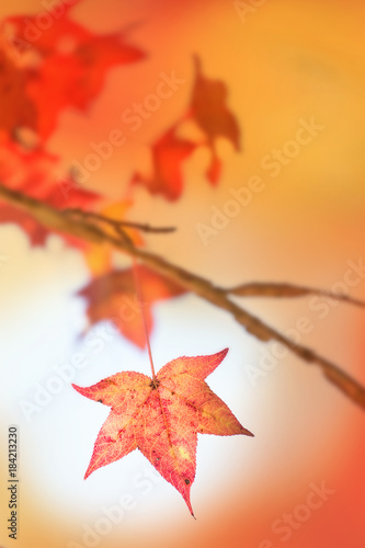 Japanese maple leaf.Beautiful autumn landscape selective focus.