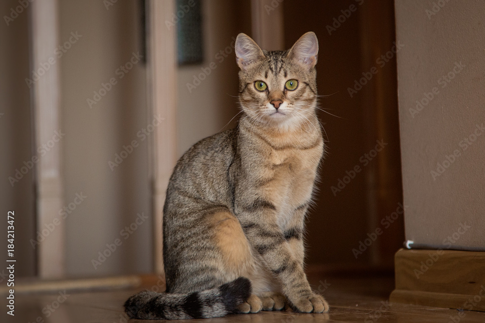 cute cat on a sunny afternoon at home cute cat on a sunny afternoon at home