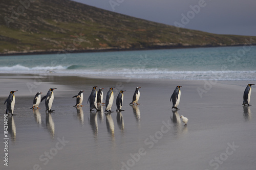 Group of King Penguins  Aptenodytes patagonicus  on the beach at The Neck on Saunders Island in the Falkland Islands.