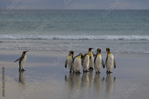 Group of King Penguins  Aptenodytes patagonicus  on the beach at The Neck on Saunders Island in the Falkland Islands.