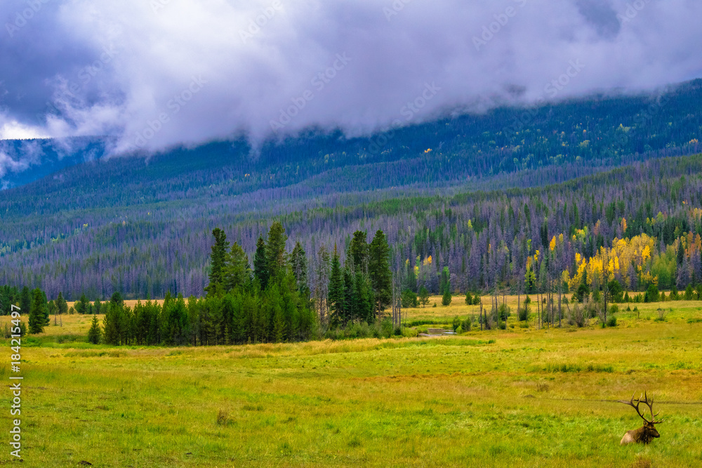 Fototapeta premium Elk in Rocky Mountain