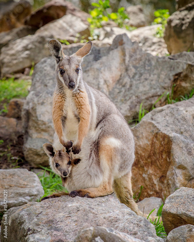 rock wallaby