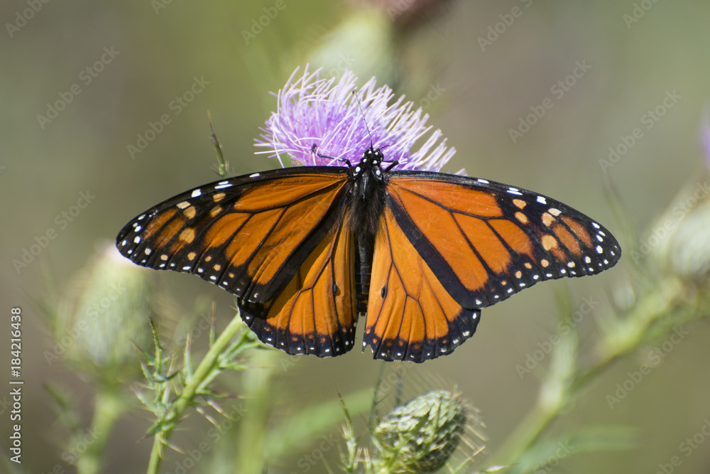 Butterfly 2017-142 / Monarch butterfly on thistle Butterfly 2017-142 / Monarch butterfly on thistle