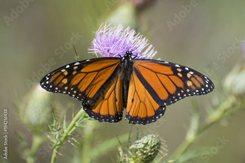 Butterfly 2017-142 / Monarch butterfly on thistle