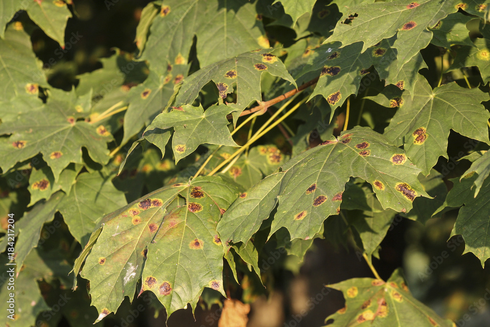 Tar spots on leaves of the maple Tar spots on leaves of the maple