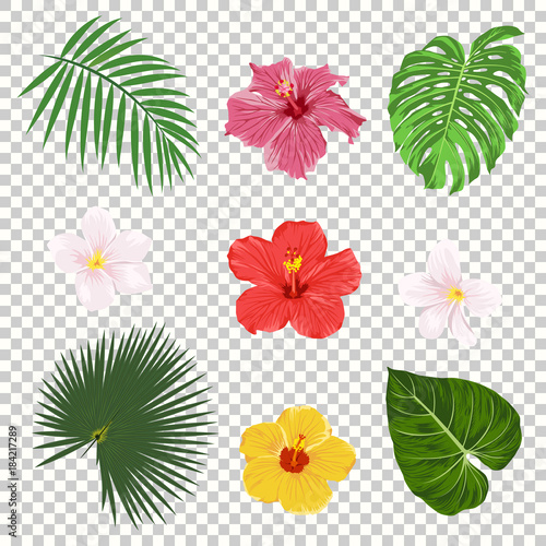 Vector tropical leaves and flowers icon set isolated on transparency grid background. Palm, banana leaf, hibiscus and plumeria flowers. Jungle tree design templates. Botanical and floral collection