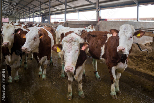 Dairy cows of Monbeliard breeding in livestock stall 