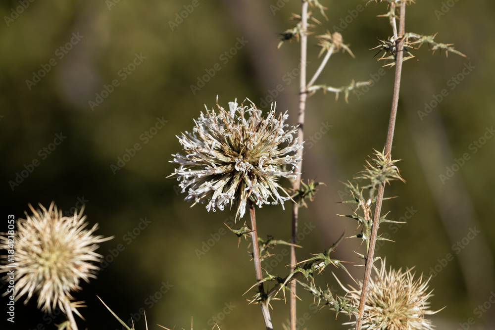 Heads of the thistle Echinops macrochaetus Heads of the thistle Echinops macrochaetus