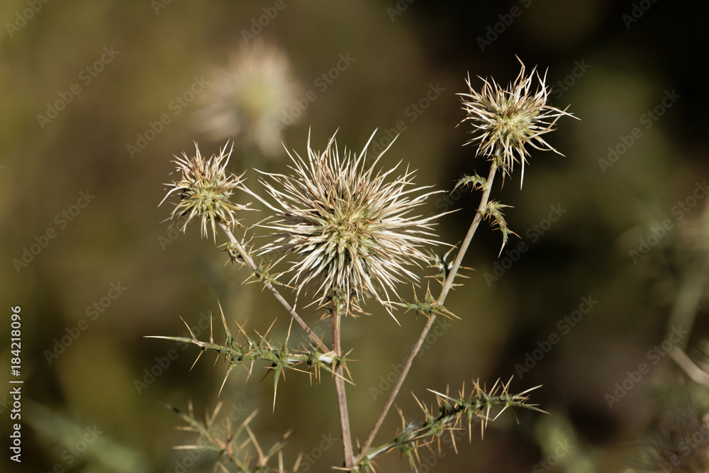 Heads of the thistle Echinops macrochaetus Heads of the thistle Echinops macrochaetus