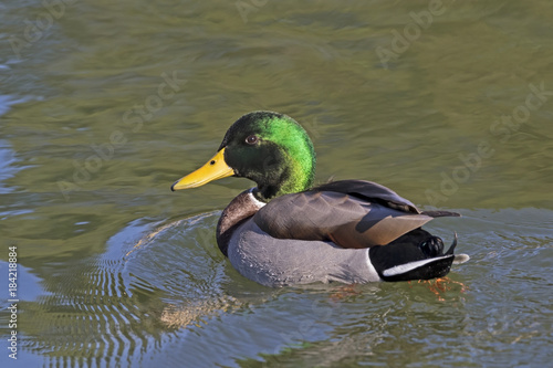 Bird mallard duck swims at wetlands shore
