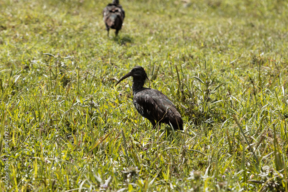 Obraz premium Wattled Ibis (Bostrychia carunculata)