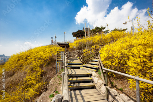 Photography Colorful forsythia flowers in Eungbongsan Mountain, Seoul, South Korea