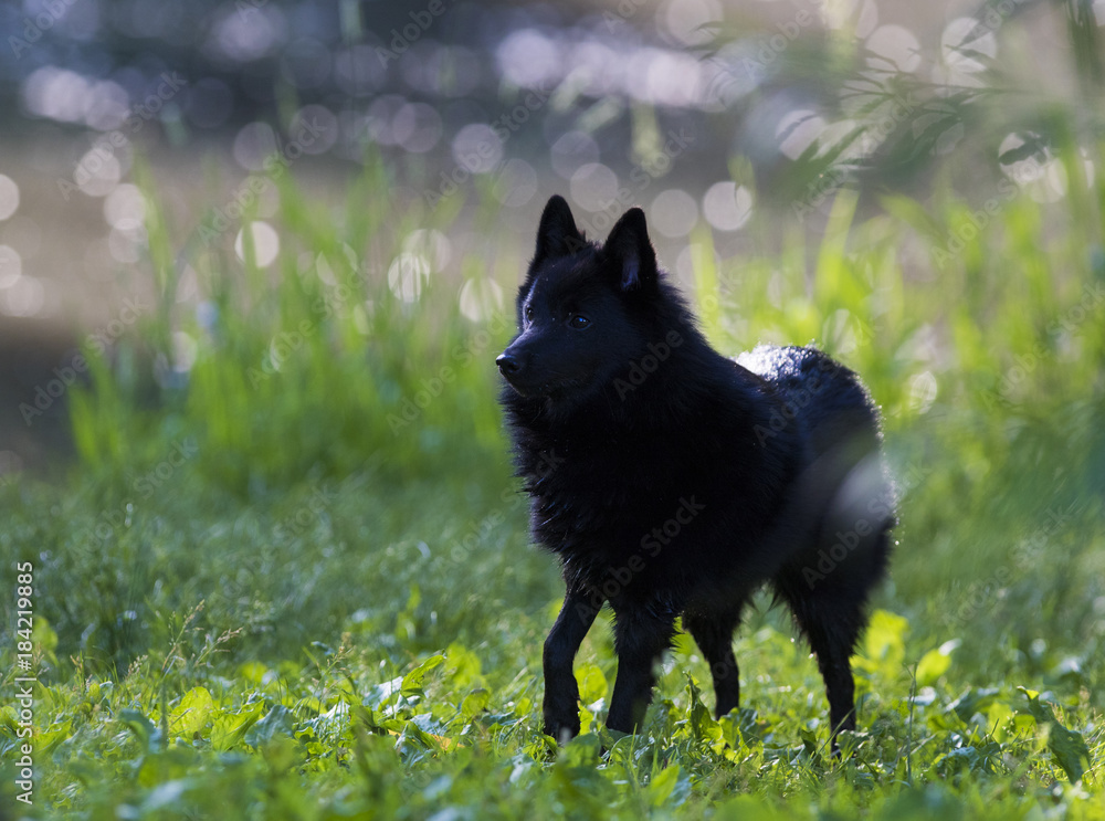 schipperke dog in summer schipperke dog in summer