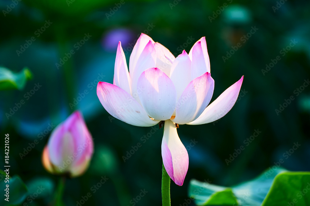 The lotus flowers. The lotus flowers.