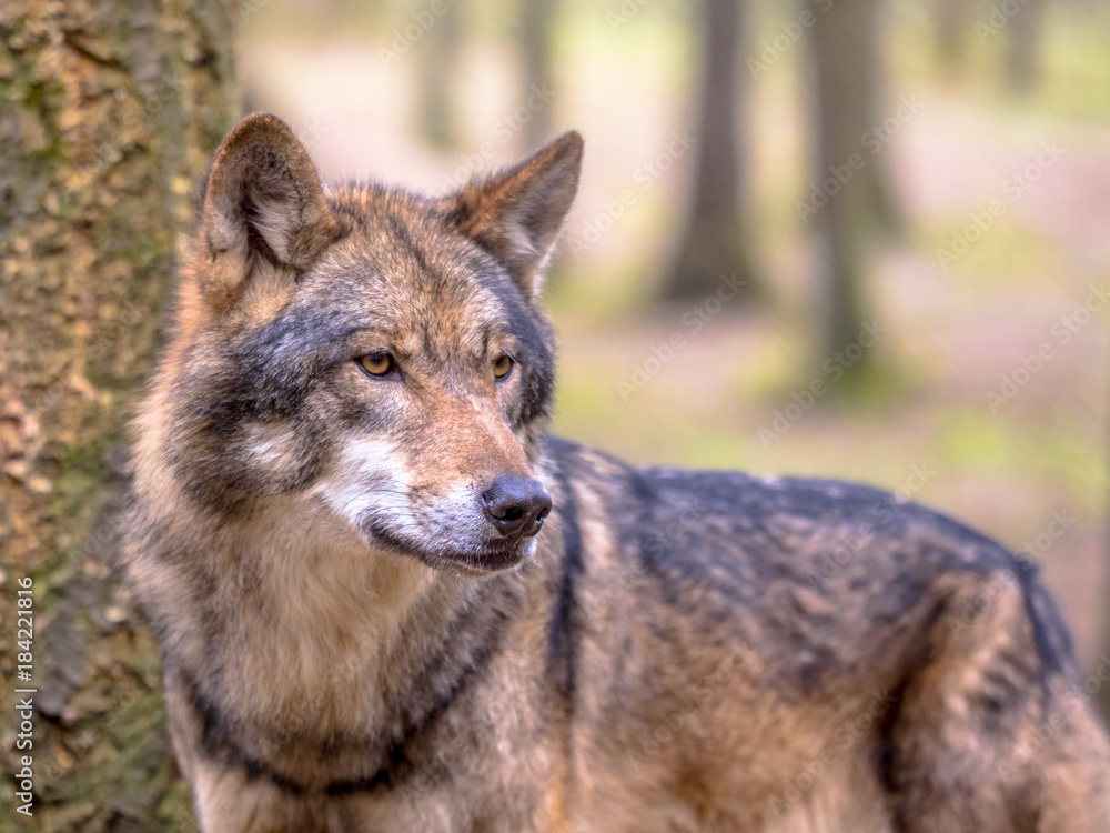 Wolf in between of trees of forest