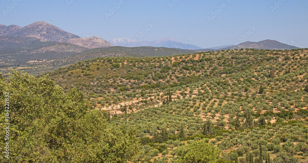 Orange groves near Mycenae, Greece