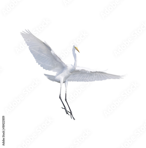 full body and wing feather of Heron, Bittern, Egret flying isolated white background