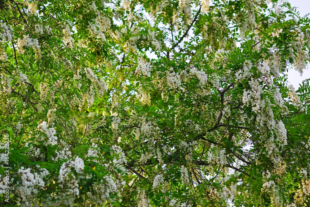 Flowering tree Robinia pseudoacacia, or false acacia, or black locust Flowering tree Robinia pseudoacacia, or false acacia, or black locust