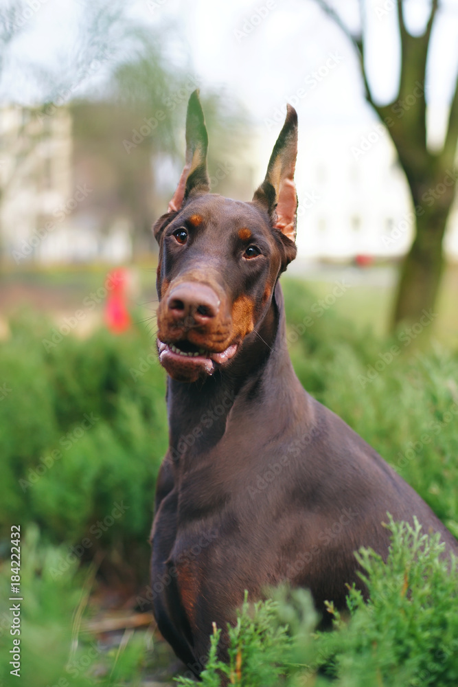 Doberman clipped ears 2025