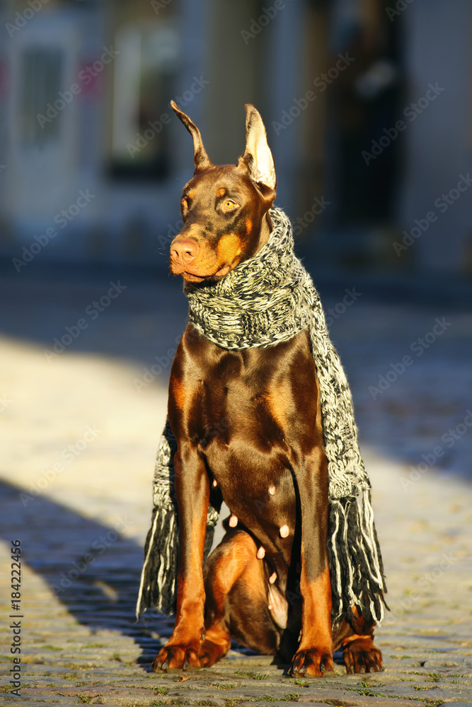 do dobermans need their tails docked