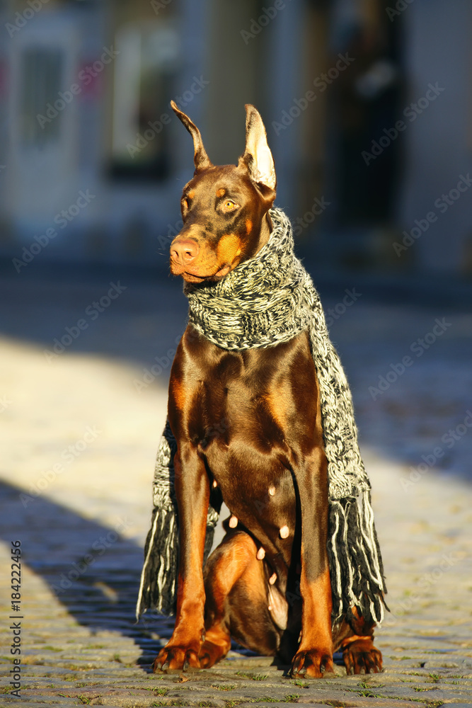 Doberman cheap with tail