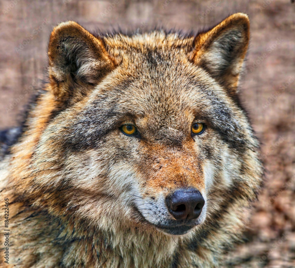 Naklejka premium Close up of head of Dangerous Grey Wolf