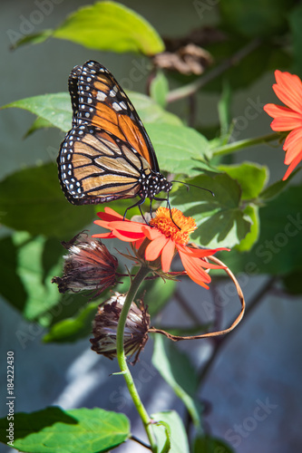 Monarch butterfly perched on red flower