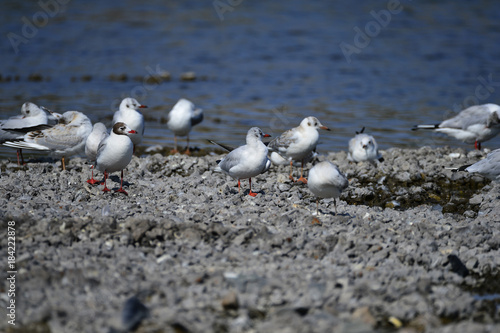 The sea bird