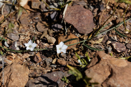 Flowers of the bindweed Convolvulus sagittatus photo