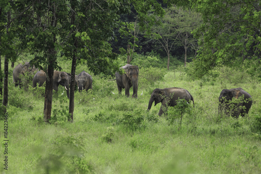 Naklejka premium wild elephants live in deep forest at Kui Buri National Park, Thailand