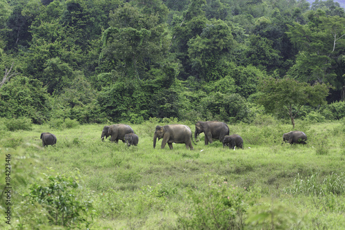 wild elephants live in deep forest at Kui Buri National Park  Thailand