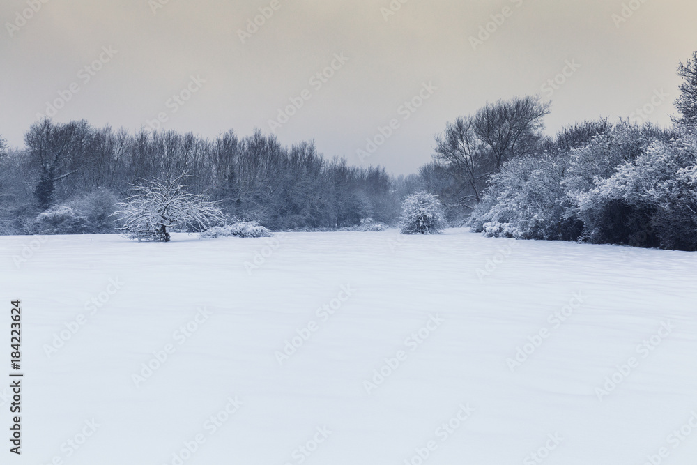 Snow Covered Trees and Fields of British Countryside