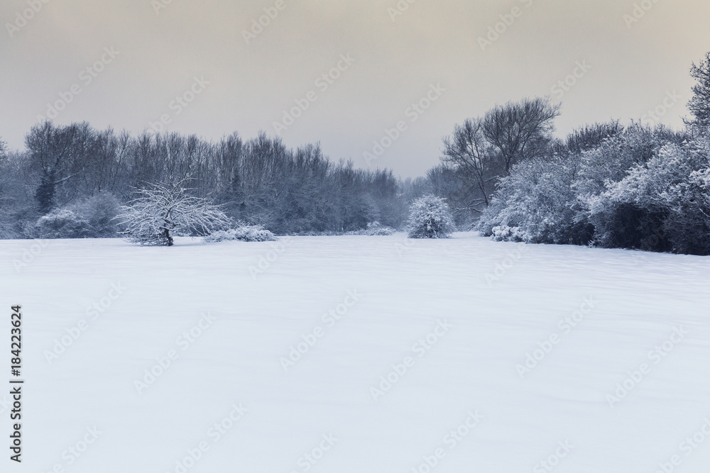 Snow Covered Trees and Fields of British Countryside Snow Covered Trees and Fields of British Countryside