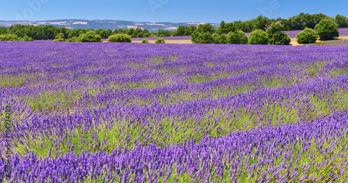 Fototapeta Naklejka Na Ścianę i Meble -  Lavender field in summer countryside