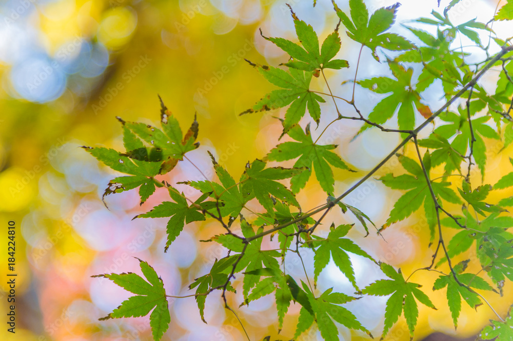 Obraz premium The viewing of colorful Autumn leaves Momiji or Japanese Maples trees