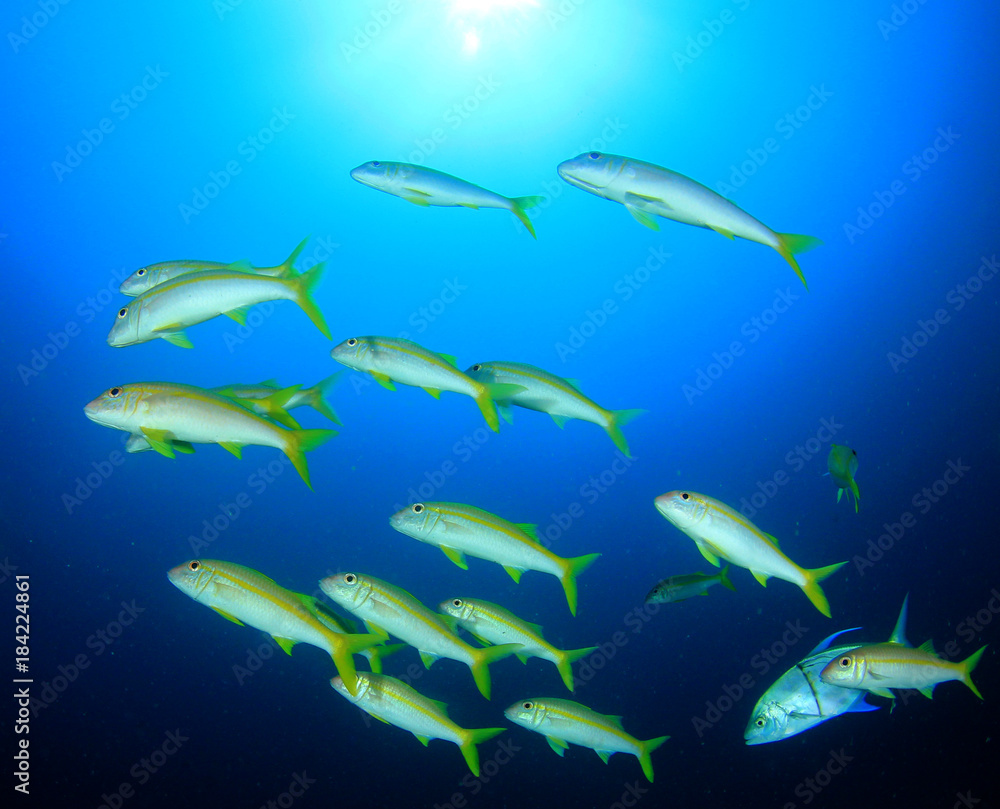 Naklejka premium Underwater coral reef and fish