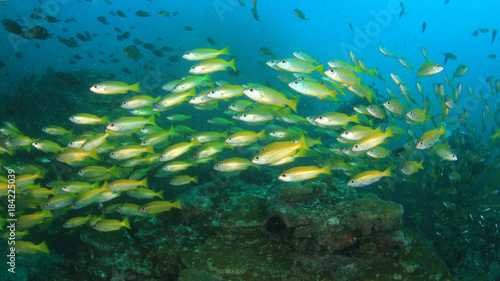 Fototapeta Naklejka Na Ścianę i Meble -  Underwater coral reef and fish
