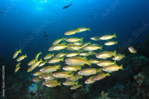 Underwater coral reef and fish photo