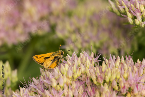 Fiery Skipper feeding on Autumn Sedum flower.