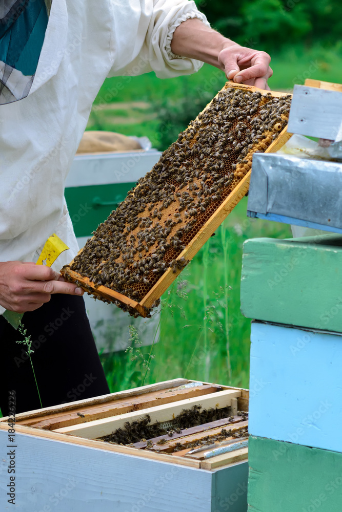 Beekeeper holding a honeycomb full of bees. Beekeeper inspecting honeycomb frame at apiary. Beekeeping concept. Beekeeper holding a honeycomb full of bees. Beekeeper inspecting honeycomb frame at apiary. Beekeeping concept.