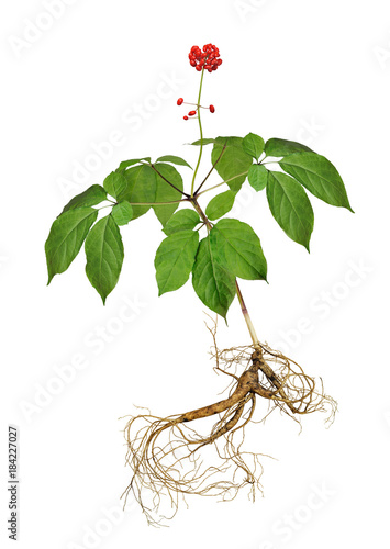 Korean wild root ginseng with berries. A close up of the wild most famous medicinal plant ginseng (Panax ginseng). Isolated on white.