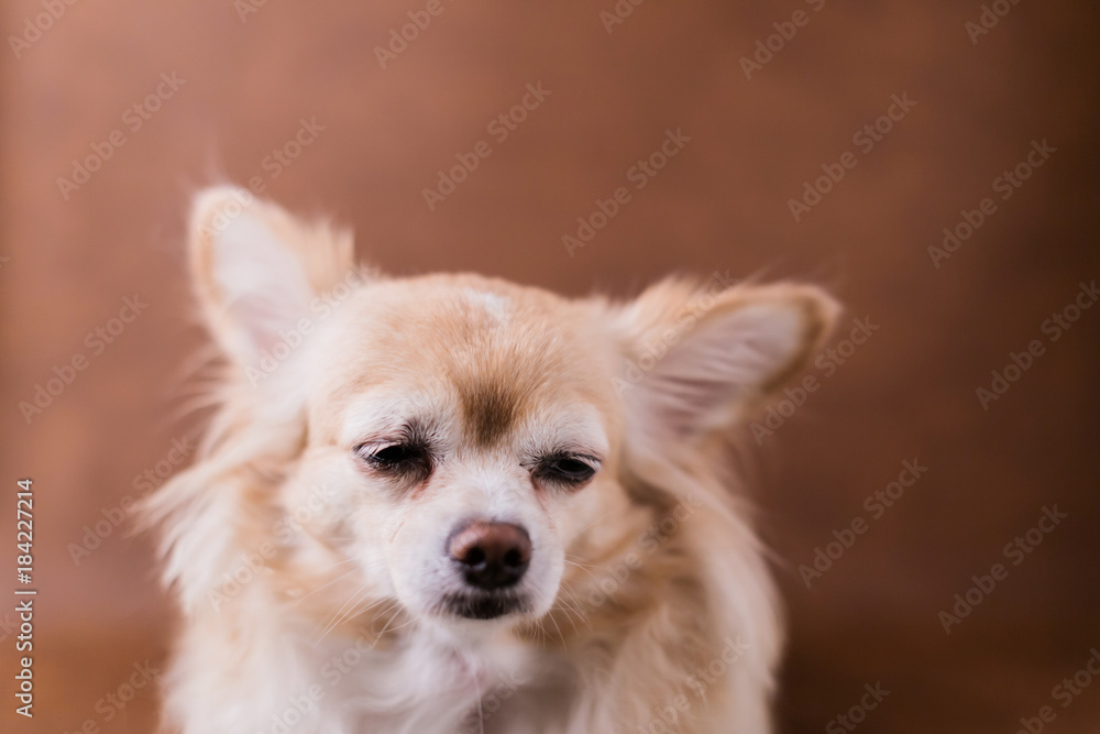 sad face brown chihuahua portrait on brown leather background sad face brown chihuahua portrait on brown leather background