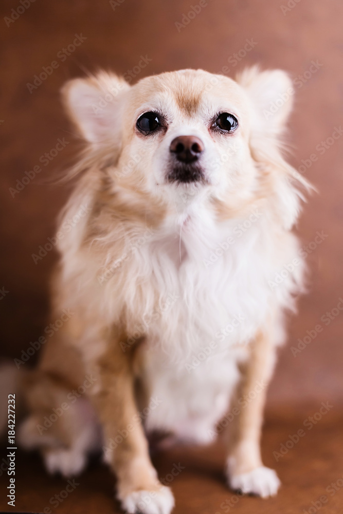 cute brown chihuahua portrait on brown leather background