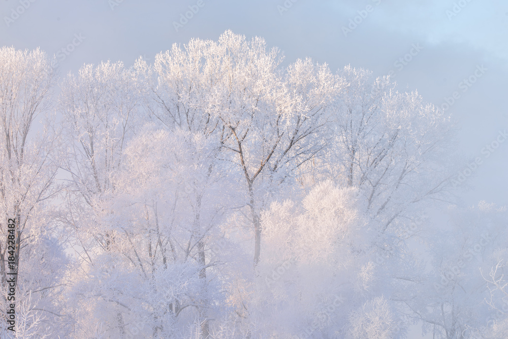 Snowy frozen landscape of sunrise on lakeside with trees
Snowy frozen landscape of sunrise on lakeside with trees