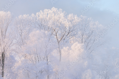 Snowy frozen landscape of sunrise on lakeside with trees   © photollurg